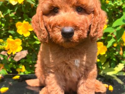 Health Checked Miniature Goldendoodle puppies in Cavan