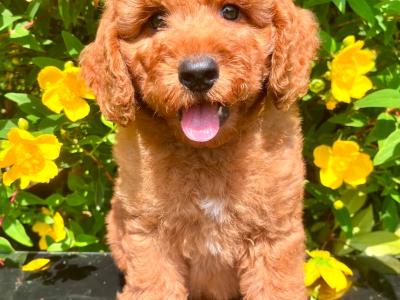Health Checked Miniature Goldendoodle puppies in Cavan