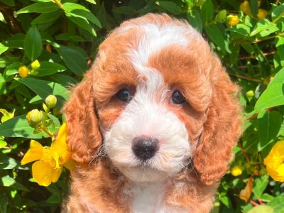 Health Checked Miniature Goldendoodle puppies in Cavan