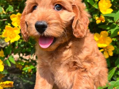 Health Checked Miniature Goldendoodle puppies in Cavan