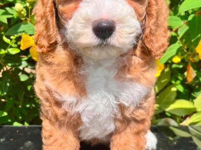 Health Checked Miniature Goldendoodle puppies in Cavan