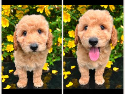 Health Checked Miniature Goldendoodle puppies in Cavan