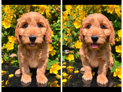 Health Checked Miniature Goldendoodle puppies in Cavan
