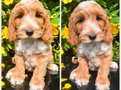 Health Checked Miniature Goldendoodle puppies in Cavan