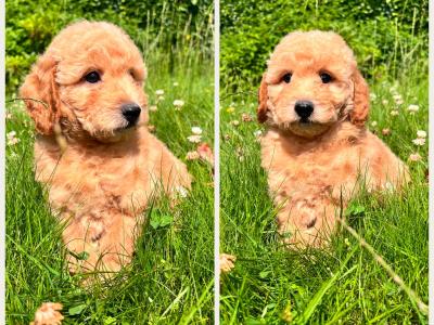 Health Checked Miniature Goldendoodle puppies in Cavan