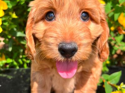 Health Checked Miniature Goldendoodle puppies in Cavan