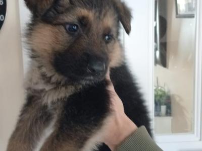 Red Sable German Shepherd puppies