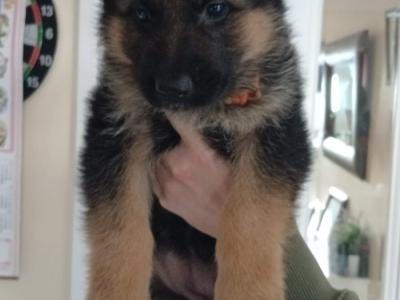Red Sable German Shepherd puppies