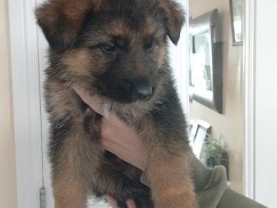 Red Sable German Shepherd puppies
