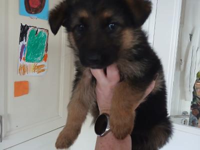 Red Sable German Shepherd puppies