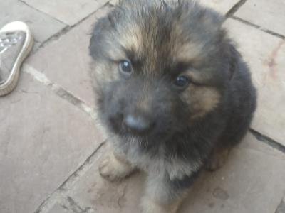 Red Sable German Shepherd puppies