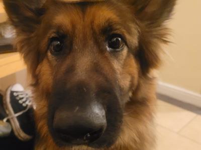 Red Sable German Shepherd puppies