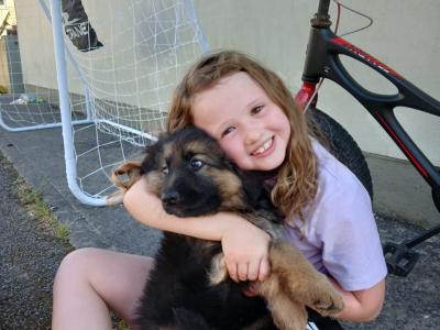 Red Sable German Shepherd puppies