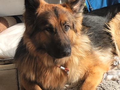 Red Sable German Shepherd puppies