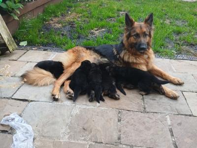 Red Sable German Shepherd puppies