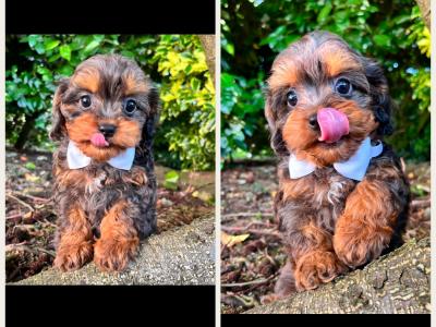 ⭐ Beautiful vet checked Maltipoo puppies ⭐ in Cavan