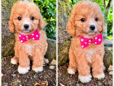 ⭐ Beautiful vet checked Maltipoo puppies ⭐ in Cavan