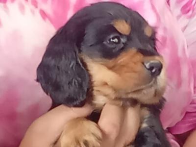 Cocker Spaniel puppies in Laois