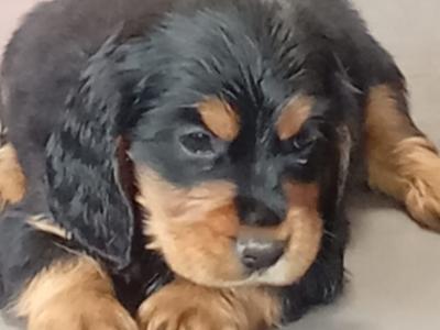 Cocker Spaniel puppies in Laois