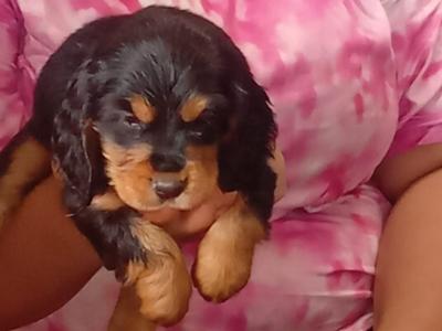 Cocker Spaniel puppies in Laois