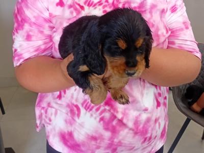Cocker Spaniel puppies in Laois
