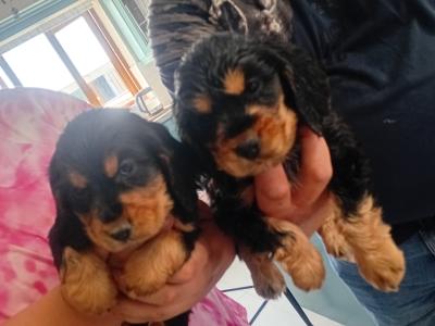 Cocker Spaniel puppies in Laois