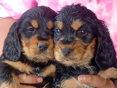 Cocker Spaniel puppies in Laois