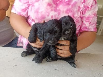 Cocker Spaniel puppies in Laois