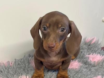 Beautiful Miniature Dachshund puppies from Genetically Health Tested parents💫 in Cavan