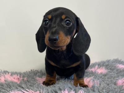 Beautiful Miniature Dachshund puppies from Genetically Health Tested parents💫 in Cavan
