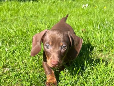 Beautiful Miniature Dachshund puppies from Genetically Health Tested parents💫 in Cavan