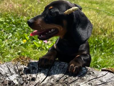 Beautiful Miniature Dachshund puppies from Genetically Health Tested parents💫 in Cavan