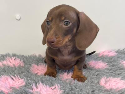 Beautiful Miniature Dachshund puppies from Genetically Health Tested parents💫 in Cavan