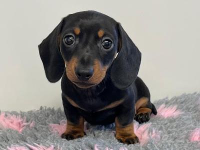 Beautiful Miniature Dachshund puppies from Genetically Health Tested parents💫 in Cavan