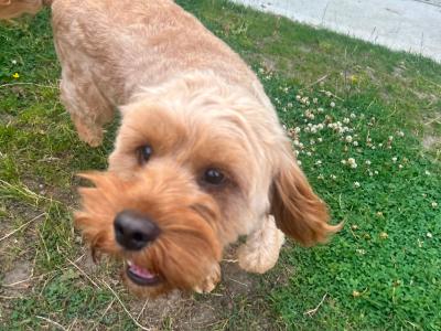 Adorable 16 month-old male Cavapoo