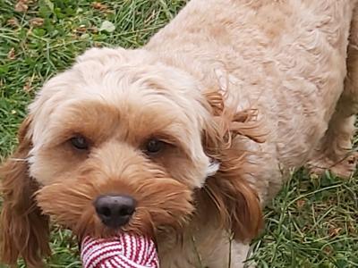 Adorable 16 month-old male Cavapoo