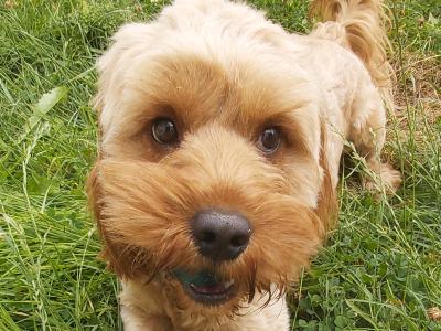 Adorable 16 month-old male Cavapoo