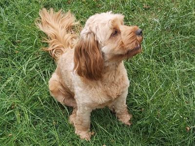 Adorable 16 month-old male Cavapoo