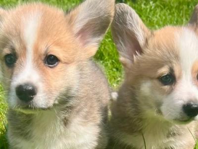 IKC Registered (pending) Corgi puppies for sale in Mayo
