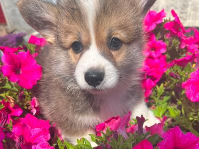 IKC Registered (pending) Corgi puppies for sale in Mayo