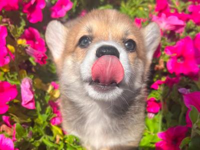 IKC Registered (pending) Corgi puppies for sale in Mayo