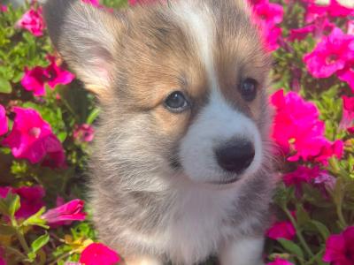 IKC Registered (pending) Corgi puppies for sale in Mayo