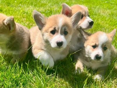 IKC Registered (pending) Corgi puppies for sale in Mayo