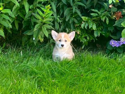 IKC Registered (pending) Corgi puppies for sale in Mayo