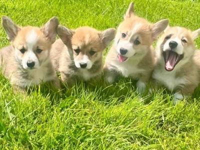 IKC Registered (pending) Corgi puppies for sale in Mayo