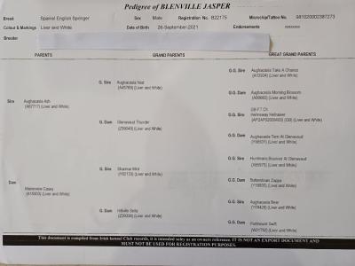 IKC Registered (pending) Springer Spaniel puppies in Kerry