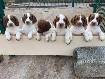 IKC Registered (pending) Springer Spaniel puppies in Kerry