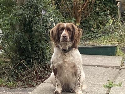 IKC Registered (pending) Springer Spaniel puppies in Kerry