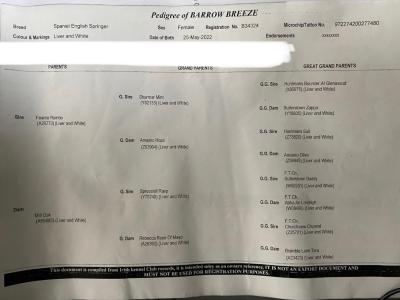 IKC Registered (pending) Springer Spaniel puppies in Kerry