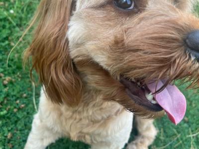 Adorable 16 month-old male Cavapoo